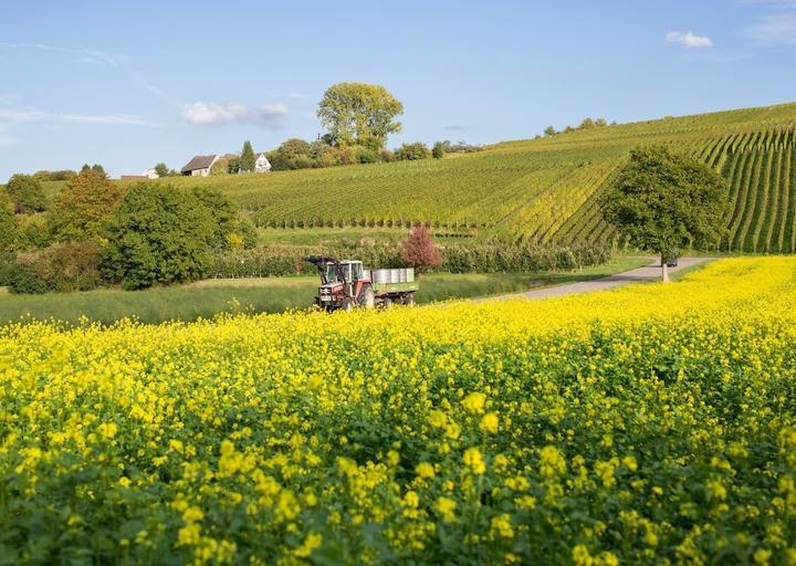 Winzerkeller Auggener Schäf eG